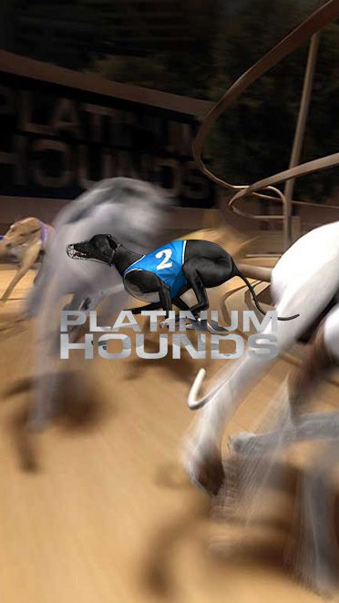 Velo City Hounds Racing